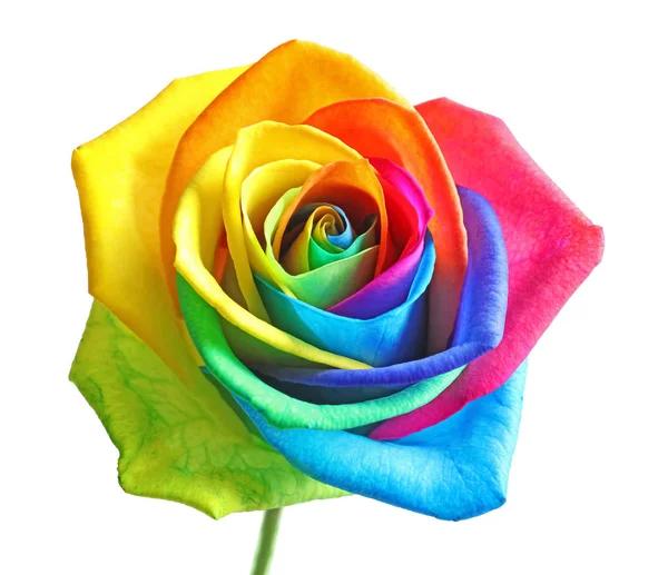 Удивительный цветок радуги розы на белом фоне — стоковое фото