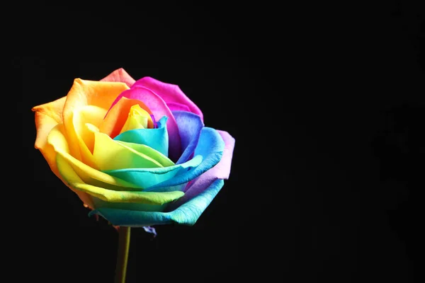 Increíble flor de rosa arco iris sobre fondo negro —  Fotos de Stock