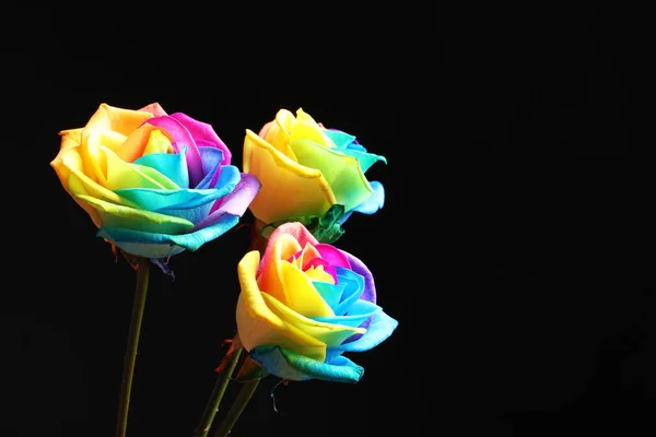 Дивовижні веселки троянди квіти на чорному тлі — стокове фото