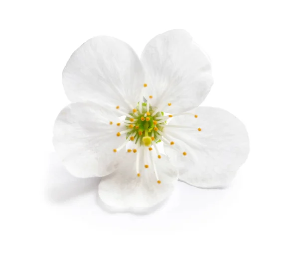 Vackra blommande blomma på vit bakgrund — Stockfoto