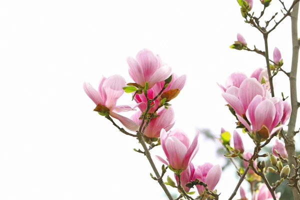 Magnolia belle fleurit le jour du printemps — Photo
