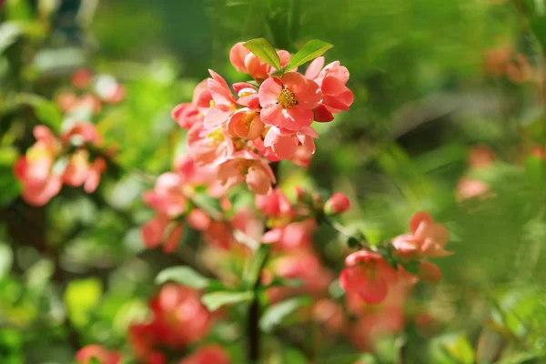 Belle branche d'arbre en fleurs le jour du printemps — Photo