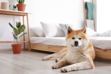 Şirin Akita Inu köpeği yatağın yanında, çiçekli, mesaj için yeri var.