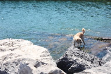 Güneşli bir günde deniz kıyısında sevimli bir köpek.