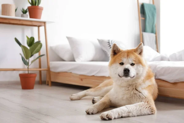 Cute pies Akita Inu w pobliżu łóżka w pokoju z roślin domowych, miejsce na tekst — Zdjęcie stockowe
