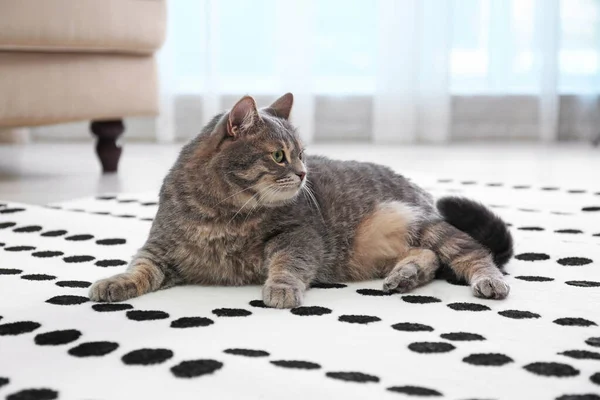 Gato bonito tabby cinza no tapete dentro de casa. Bonito animal de estimação — Fotografia de Stock