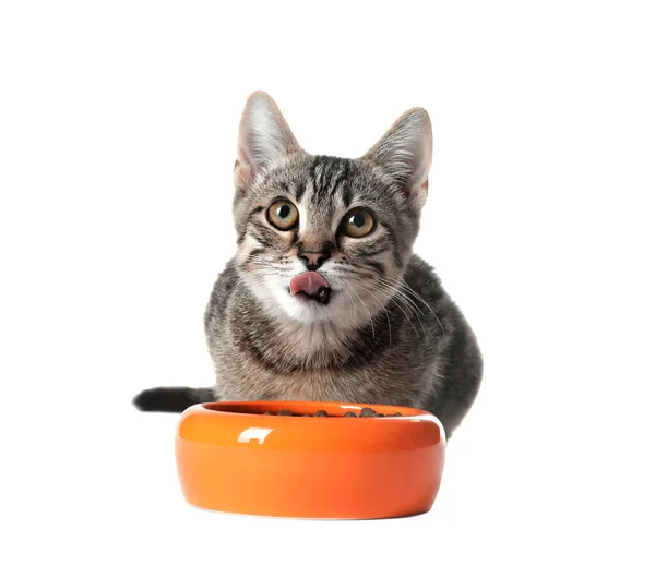 Grey tabby cat with feeding bowl on white background. Adorable pet — Stock Photo, Image