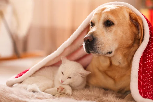 사랑 스러운 개와 고양이가 크리스마스를 위해 꾸며진 방에서 담요를 덮고 있다. 귀여운 애완 동물 — 스톡 사진