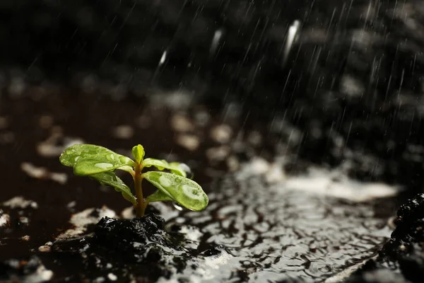 Färska plantor i bördig jord under regn, utrymme för text — Stockfoto