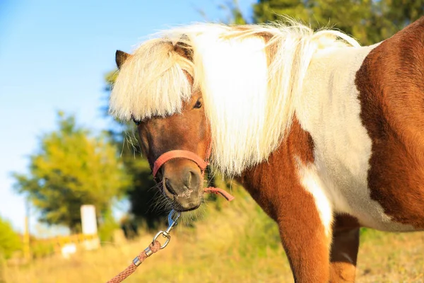 Прекрасний поні на свіжому повітрі в сонячний день. Кінь тварини — стокове фото