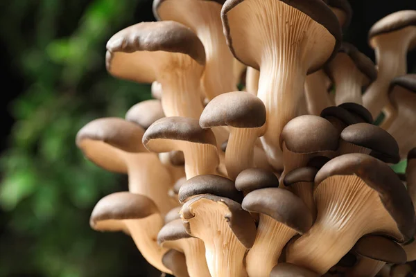 Свіжі дикі гриби на темному розмитому фоні — стокове фото