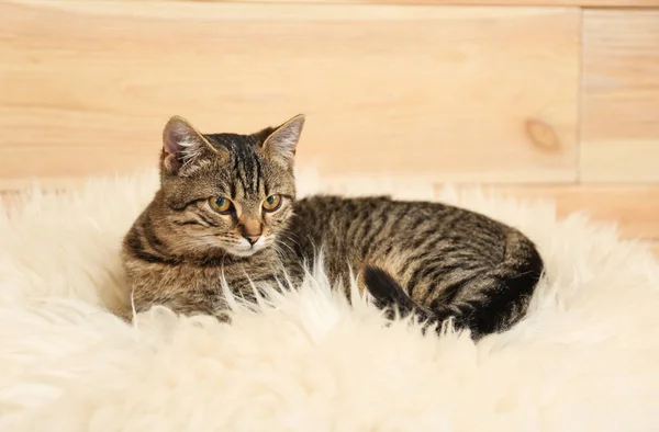 Niedliche gestromte Katze auf Kunstfell liegend. liebes Haustier — Stockfoto