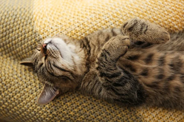 Gato bonito tabby deitado em cobertor de malha, close-up. Bonito animal de estimação — Fotografia de Stock