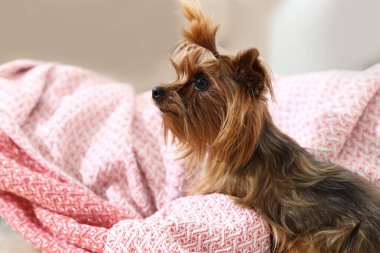 Ekoseli sevimli Yorkshire Teriyeri. Mutlu köpek.