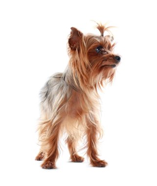 Beyaz arka planda sevimli Yorkshire Teriyeri. Mutlu köpek.
