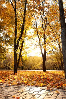Parlak yaprakları olan güzel ağaçlar. Sonbahar mevsimi