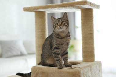 Şirin tekir kedi ve evcil ağaç.