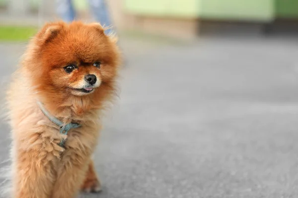 Cão bonito spitz da Pomerânia em passeio na cidade. Espaço para texto — Fotografia de Stock