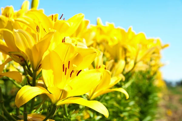 Gyönyörű fényes sárga liliomok nőnek a virágmezőn, közelről. A szöveg helye — Stock Fotó