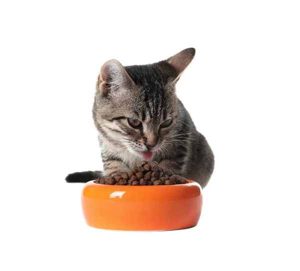 Gato tabby gris comiendo de cuenco sobre fondo blanco. Adorable mascota — Foto de Stock