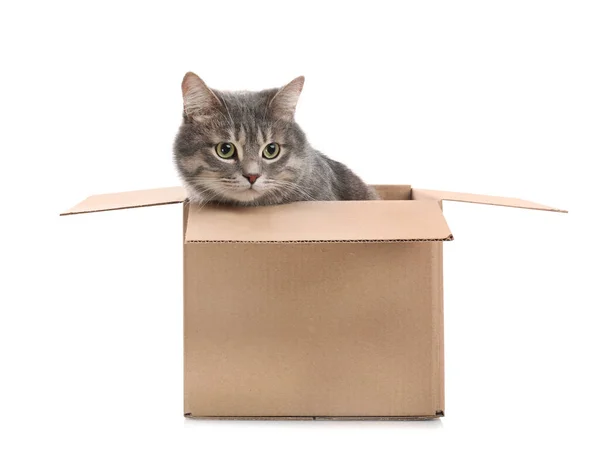 Gato bonito cinza tabby sentado em caixa de papelão sobre fundo branco — Fotografia de Stock