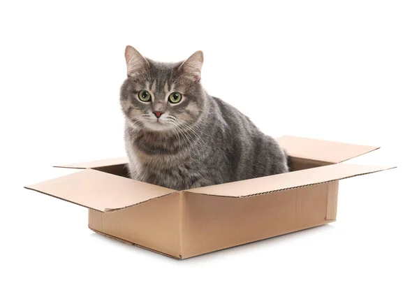 Beyaz arka planda karton kutuda oturan sevimli gri tekir kedi. — Stok fotoğraf