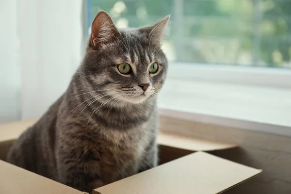 Cute szary tabby kot w pudełku tekturowym w pobliżu okna w domu — Zdjęcie stockowe