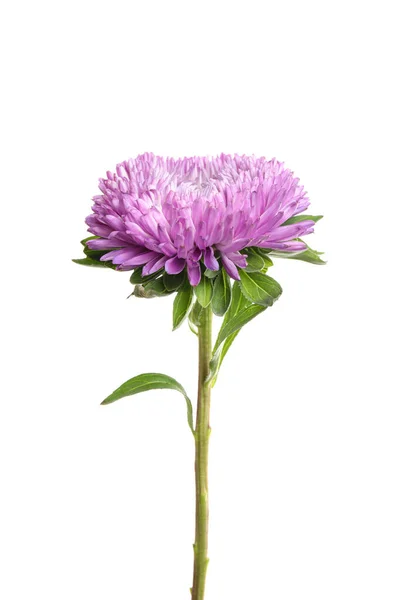 Bela violeta aster flor no fundo branco — Fotografia de Stock