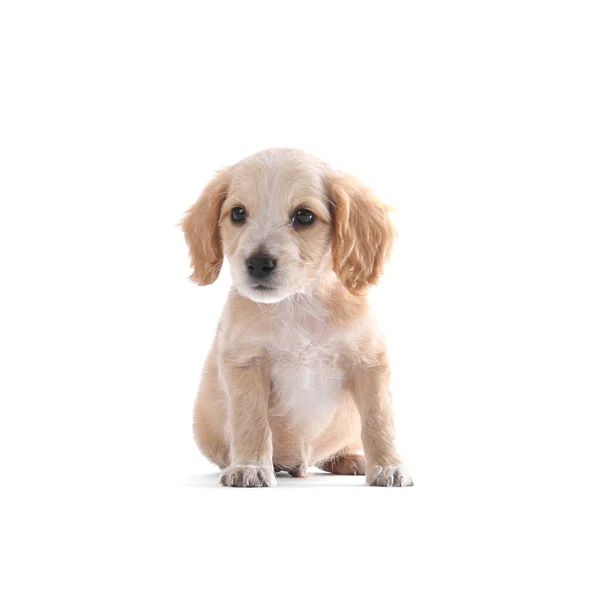 Carino inglese Cocker Spaniel cucciolo su sfondo bianco — Foto Stock