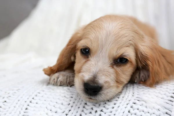 Roztomilý anglický kokršpaněl štěně na měkké kostkované — Stock fotografie