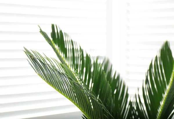 Planta tropical con hojas verdes en el interior, primer plano. Decoración moderna para interiores elegantes —  Fotos de Stock