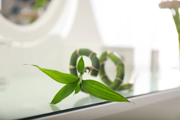 Plante tropicale verte sur la table. Décor moderne pour intérieur élégant — Photo