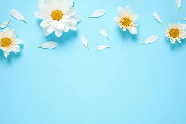 Flat lay composition with beautiful chamomile flowers on blue background. Space for text — Stock Photo, Image