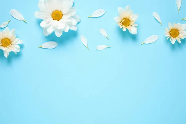 Composición plana con hermosas flores de manzanilla sobre fondo azul. Espacio para texto — Foto de Stock