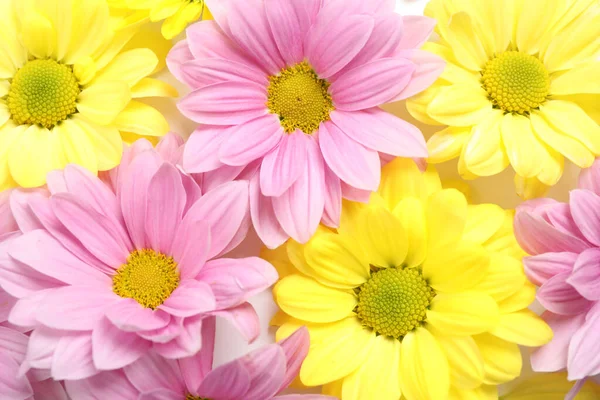 Hermosas flores de manzanilla como fondo, vista superior — Foto de Stock