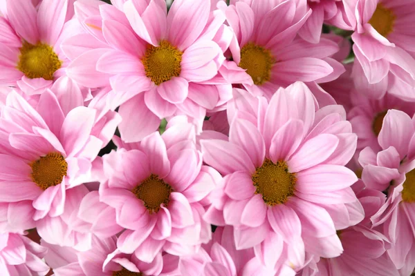 Hermosas flores de manzanilla rosa como fondo, primer plano — Foto de Stock