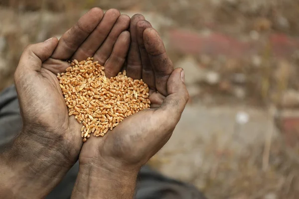 Poor homeless man with wheat grains outdoors, closeup — Stock Photo, Image