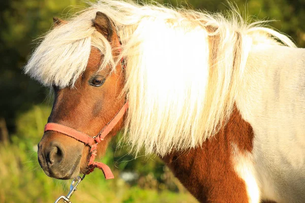 Schöne Pony im Freien an sonnigen Tag. Haustier Pferd — Stockfoto