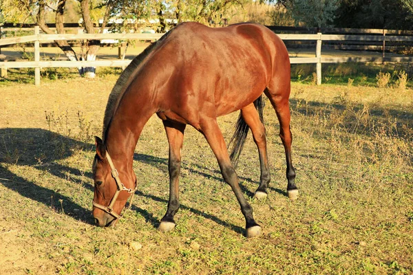 Cheval de châtaignier broutant à l'extérieur par une journée ensoleillée. Bel animal — Photo