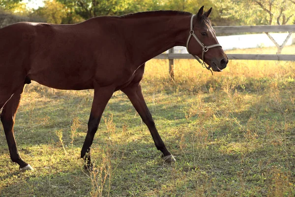 Cavallo di castagno all'aperto nella giornata di sole. Bellissimo animale domestico — Foto Stock