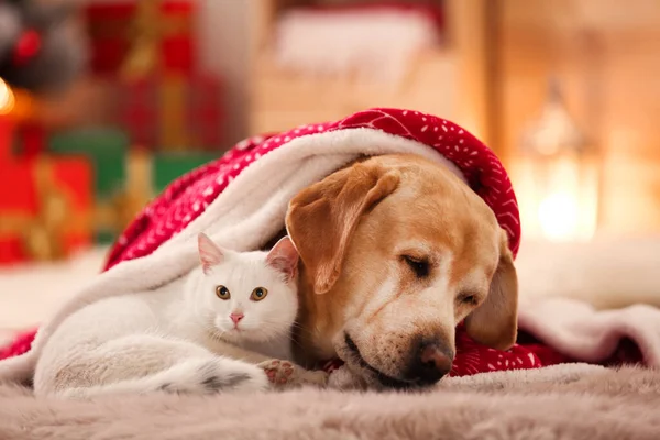 사랑 스러운 개와 고양이가 크리스마스를 위해 꾸며진 방에서 담요를 덮고 있다. 귀여운 애완 동물 — 스톡 사진