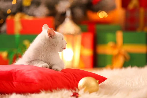 크리스마스 선물로 장식된 베개 위의 귀여운 흰 고양이. 귀여운 애완 동물 — 스톡 사진