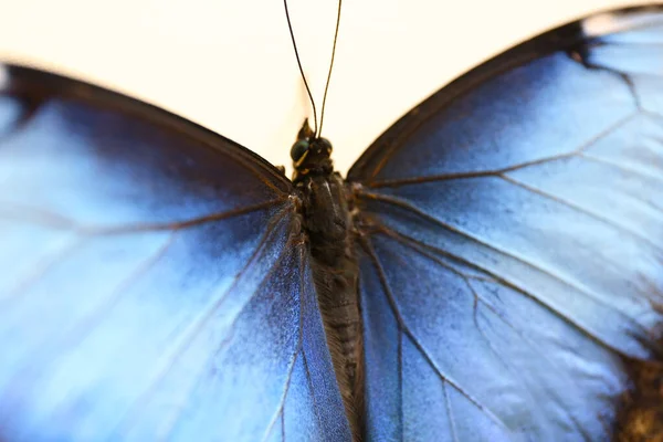 Closeup άποψη της όμορφης πεταλούδας Blue Morpho — Φωτογραφία Αρχείου