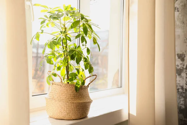 自宅で窓辺の美しいSchefflera植物 — ストック写真
