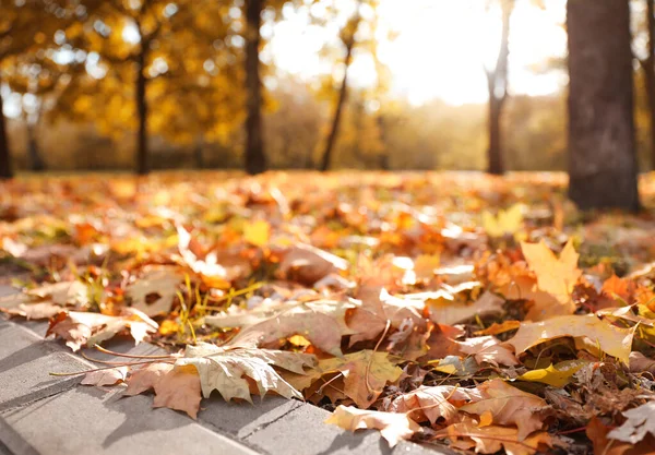 Vackra blad på marken i parken. Höstsäsong — Stockfoto