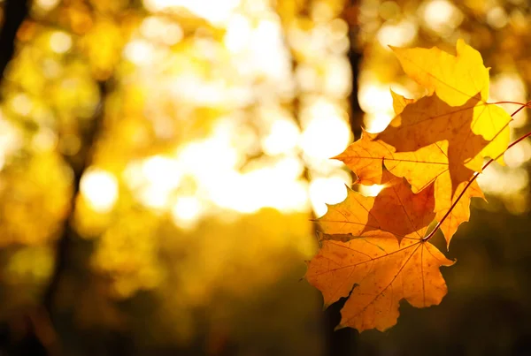 Rama de árboles con hojas doradas iluminadas por el sol en el parque, primer plano. Temporada de otoño — Foto de Stock