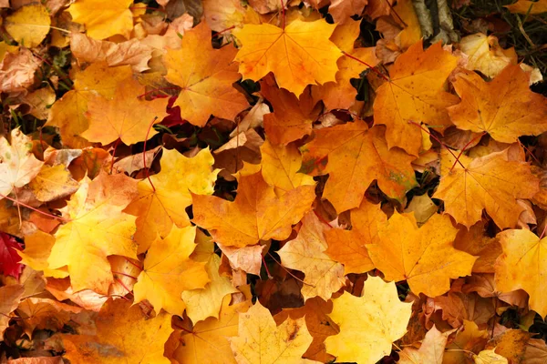Ovanifrån av färgglada blad på marken. Höstsäsong — Stockfoto