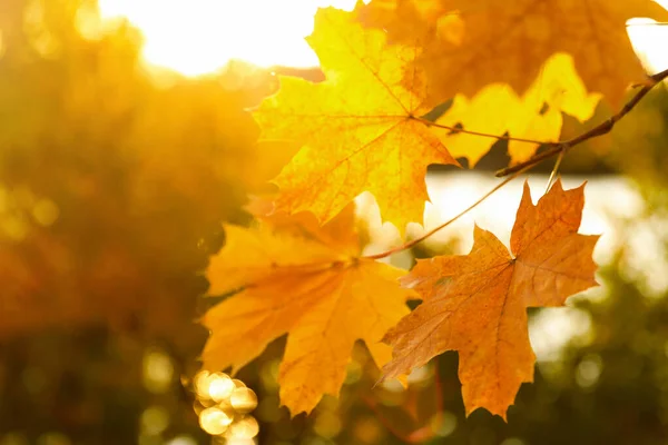 Rama de árboles con hojas doradas iluminadas por el sol en el parque, primer plano. Temporada de otoño — Foto de Stock