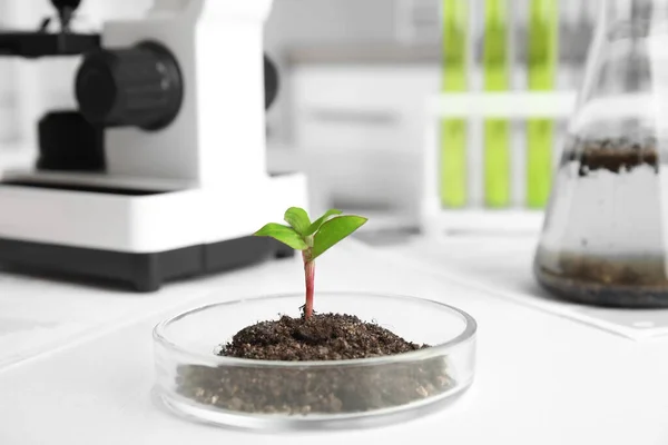 Petrischaal met bodem en gekiemde plant op witte tafel. Biologische chemie — Stockfoto