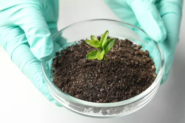 Petri kabını toprak ve filizlenmiş bitkilerle tutan bilim adamı, yakın plan. Biyolojik kimya